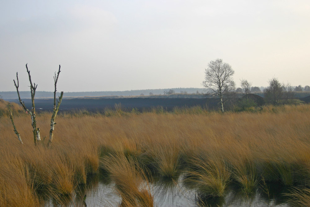 FrisiaOrientalis Berumerfehner Moor